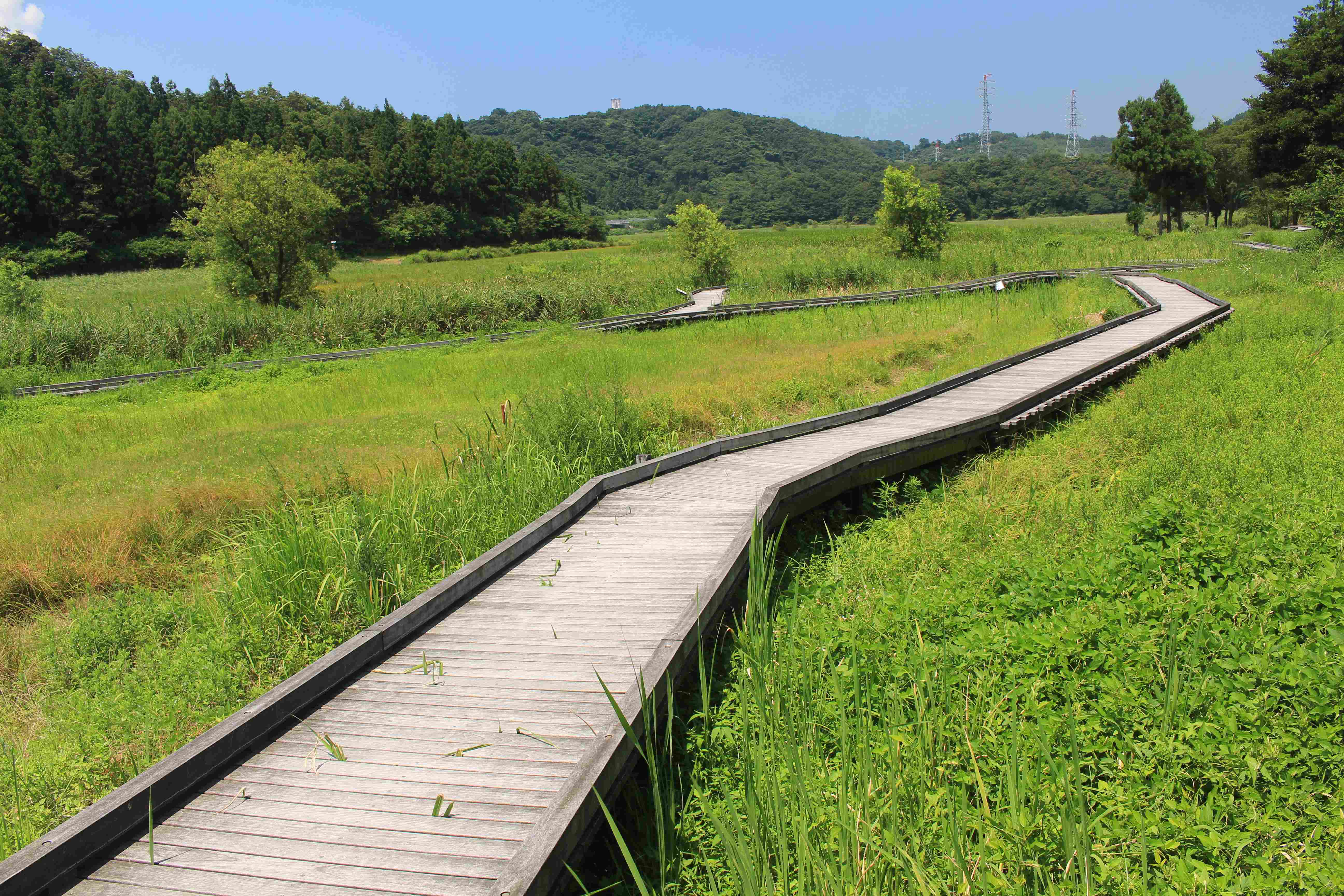 🏞️ 사시마키 습원 미즈바쇼 군생지 이미지 6